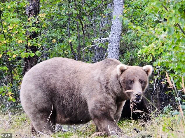 Alaska's Fat Bear Week: A Critical Survival Challenge for Hibernating Bears
