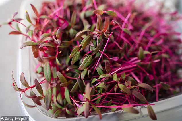 Amaranth: From Ancient Staple to Modern Superfood—A Nutritional Powerhouse for Health-Conscious Consumers