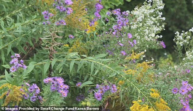 Balancing Individual Freedom and Regulation: The Legal Battle Over a Wild Garden in Burlington, Canada
