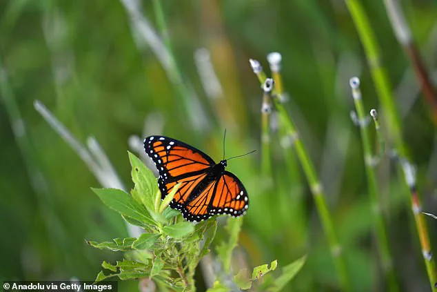 Balancing Individual Freedom and Regulation: The Legal Battle Over a Wild Garden in Burlington, Canada