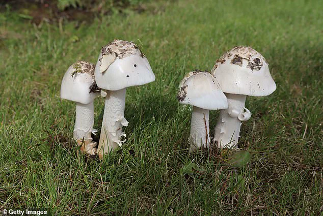 California Faces Public Health Crisis as Death Cap Mushrooms Cause Fatalities and Poisonings, Prompting Urgent Health Advisories