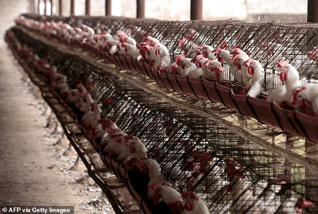 David Quammen Issues Urgent Warning Over Undetected Bird Flu Case in Washington State, Heightening Pandemic Fears