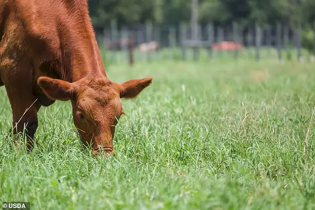 New USDA Labeling Rules for Meat and Egg Products to Take Effect in 2026, Aiming to Boost Transparency