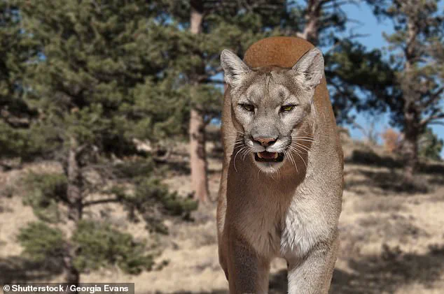 Tragedy in Glen Haven: Medical Assistant Killed in Rare Mountain Lion Attack, Marking First Fatal Incident in Colorado in Over a Century
