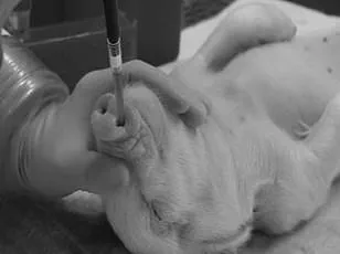 Trump Administration Halts CDC Research on Monkeys and Apes Amid Controversial Push to Phase Out Animal Testing