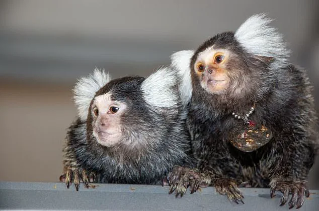 Trump Administration Halts CDC Research on Monkeys and Apes Amid Controversial Push to Phase Out Animal Testing
