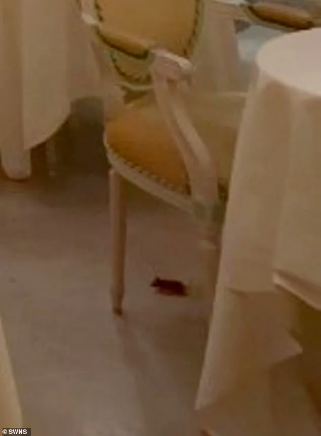 The Ritz London's Unwanted Guest: A Mouse Shakes the World of Afternoon Tea, as Diners Call It 'Unthinkable in Any Other Setting'