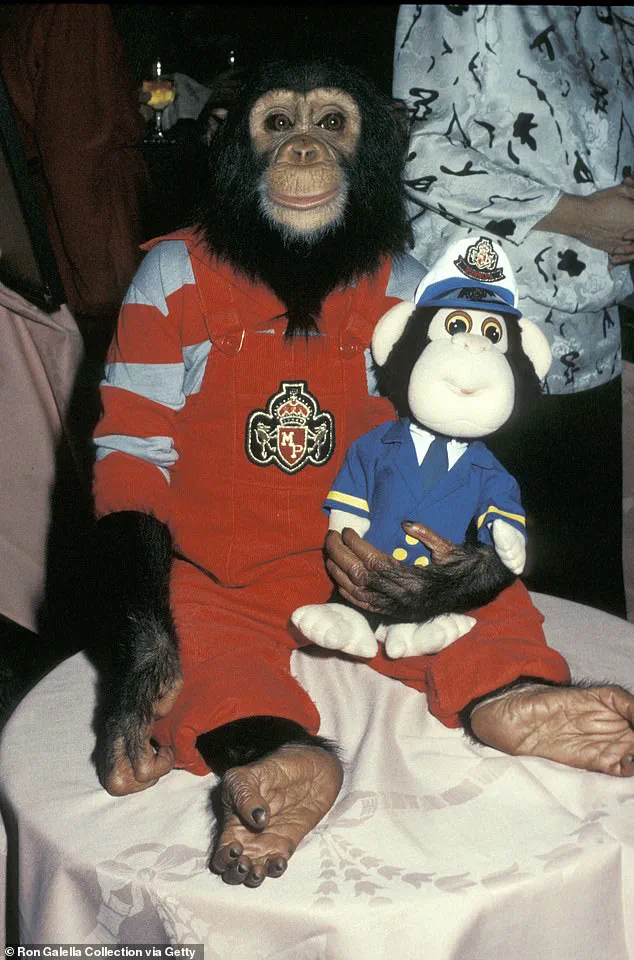 From Music Videos to Sanctuary: Bubbles the Chimpanzee's Remarkable Transition