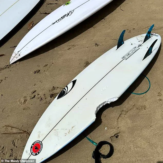 Sydney Beaches Under Lockdown Amid Surge in Shark Attacks: Community in Shock