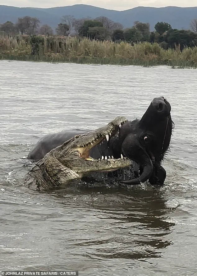 A Glimpse into Survival: Buffalo's Miraculous Escape from Crocodile Captured by Safari Guide Lazarus Mceric Bobota