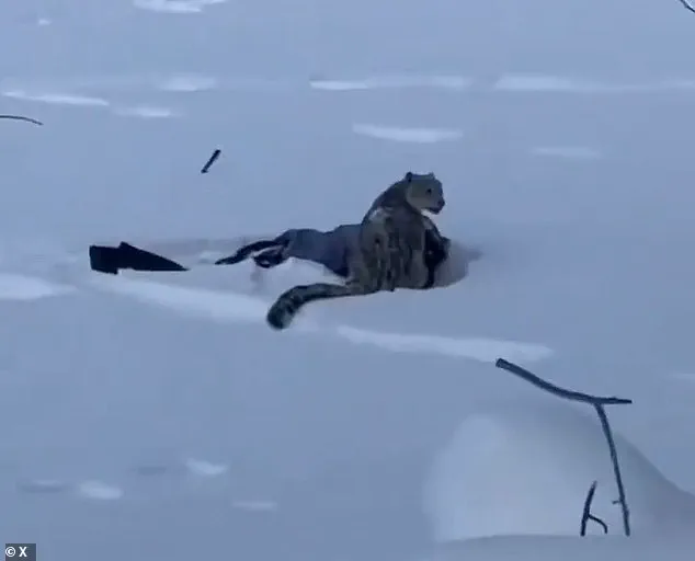 Urgent Questions Over Human-Wildlife Interactions After Snow Leopard Incident in China's Keketuohai Geopark, Says Conservationists