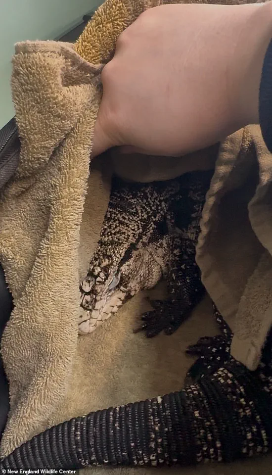 Late-Breaking: Tegu Lizard Rescued from Snow After Rhode Island Winter Storm