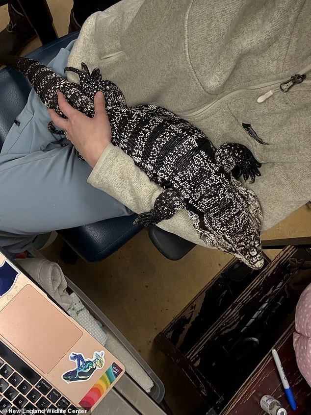 Late-Breaking: Tegu Lizard Rescued from Snow After Rhode Island Winter Storm