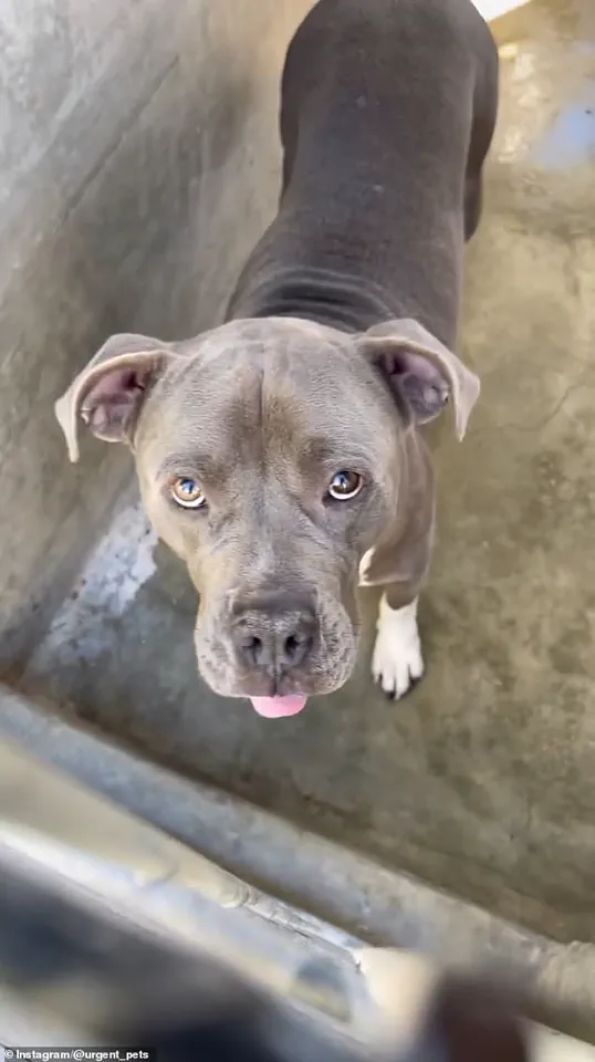 The Hidden Truth: How Shelter's Limited Transparency Led to a Brutal Attack