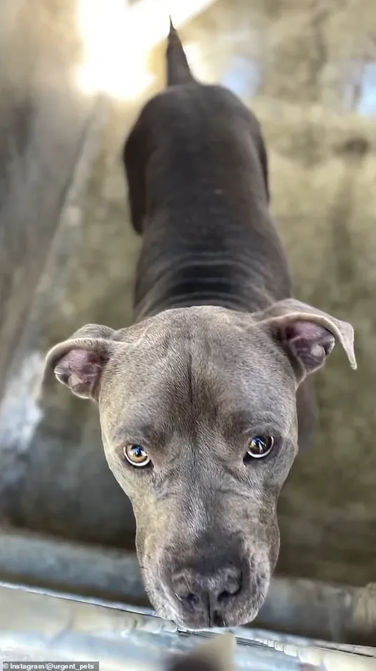 The Hidden Truth: How Shelter's Limited Transparency Led to a Brutal Attack