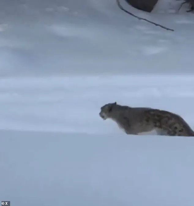 Exclusive Access to the Shocking Moment: Snow Leopard's Fatal Encounter with a Tourist