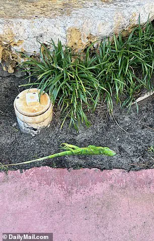 Unseasonable Cold in South Florida Causes Iguanas to Fall from Trees