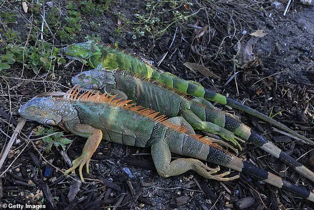 Unseasonable Cold in South Florida Causes Iguanas to Fall from Trees
