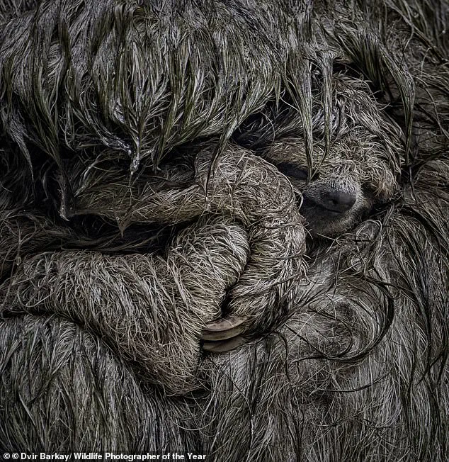 Nature's Beauty and Fragility in Focus: Public Chooses Finalists for Wildlife Photographer of the Year Exhibition