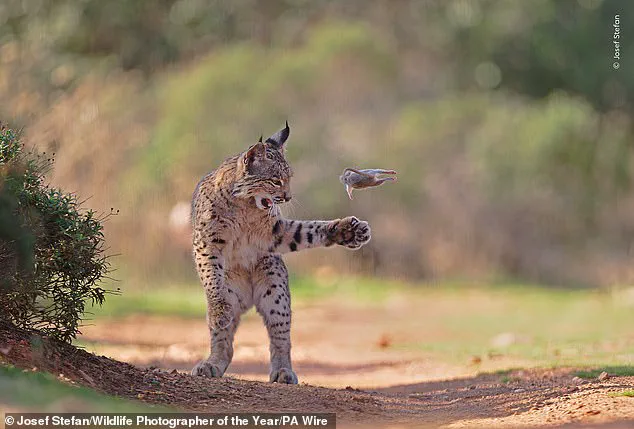 Nature's Beauty and Fragility in Focus: Public Chooses Finalists for Wildlife Photographer of the Year Exhibition