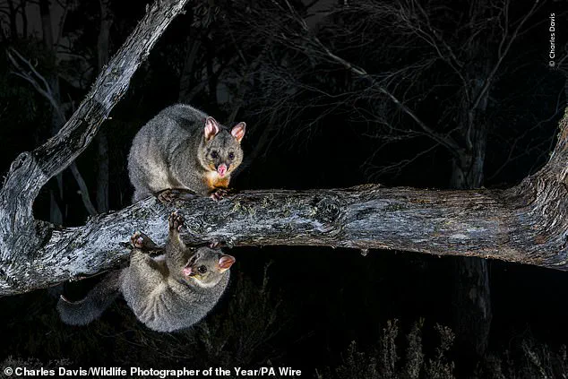 Nature's Beauty and Fragility in Focus: Public Chooses Finalists for Wildlife Photographer of the Year Exhibition