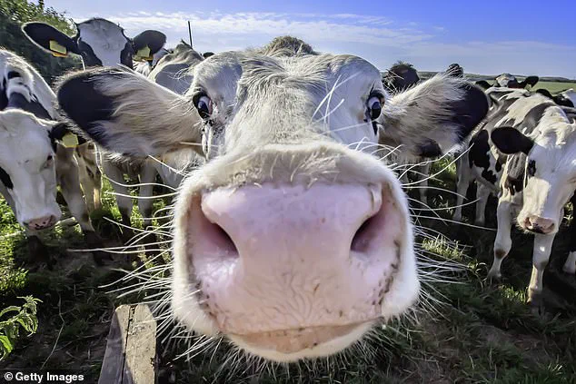 Dog Walker Trapped in Tree by Enraged Cow, Sparking Warnings About Livestock Encounters