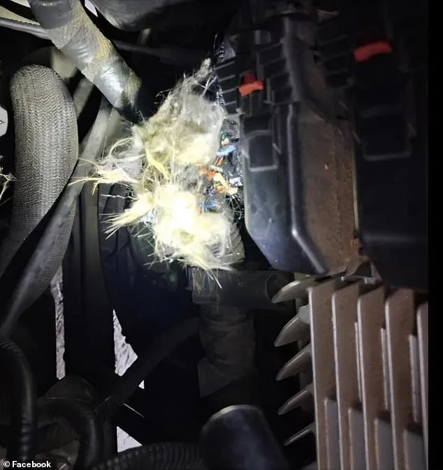 Groundhog Causes $4,900 in Damage to Student's SUV, Leaving Family and Insurance Provider Baffled