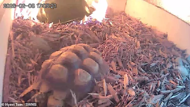 Unattended Lamp Sparks Fire in Tortoise Enclosure, Raising Zoo Safety Concerns