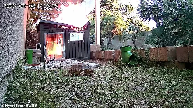 Unattended Lamp Sparks Fire in Tortoise Enclosure, Raising Zoo Safety Concerns