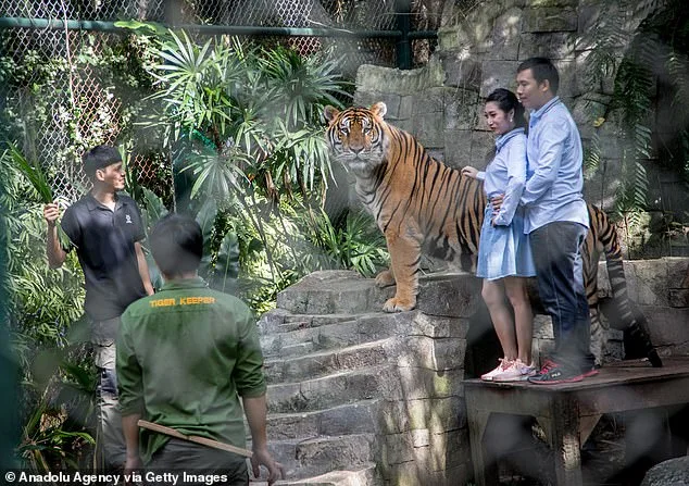 72 Tigers Die from Canine Distemper at Tiger Kingdom Chiang Mai