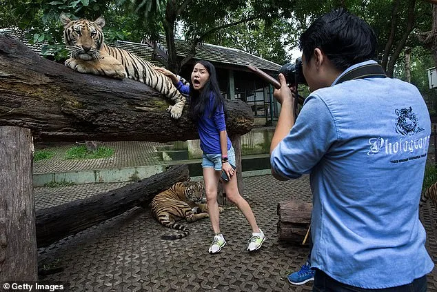 72 Tigers Die from Canine Distemper at Tiger Kingdom Chiang Mai