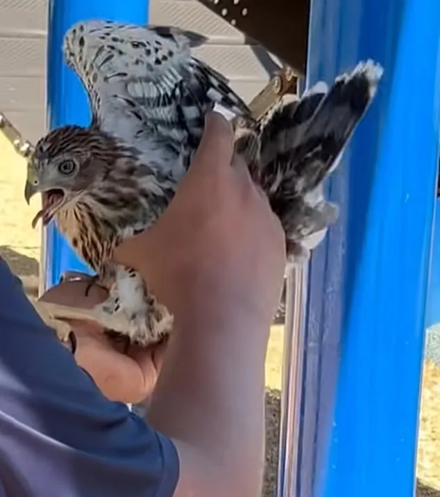 Man Sentenced for Capturing Protected Hawk and Forcing It to Drink Alcohol, Raising Questions About Law Enforcement and Animal Welfare