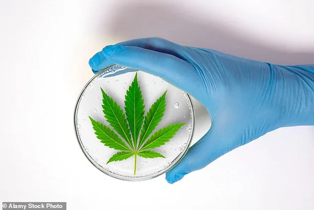 Tragedy and Normalization: Cannabis in Britain's Legal and Mental Health Crosshairs