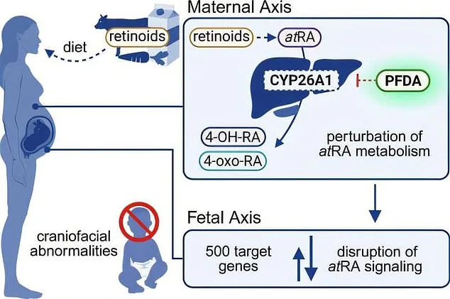 Groundbreaking Study Reveals Link Between 'Forever Chemical' in Household Products and Facial Deformities in Unborn Babies