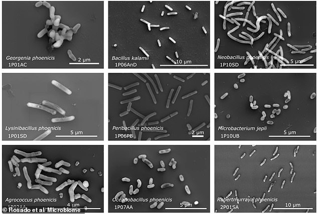 Resilient Fungal Spore Could Survive Journey to Mars and Infect Astronauts