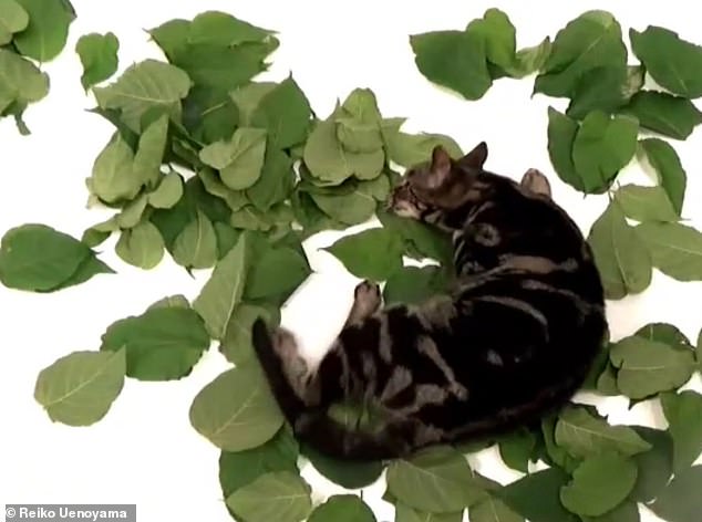 Japanese Researchers Discover Silver Vine Triggers Stronger High Than Catnip