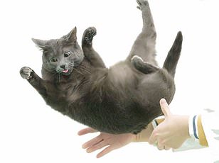 Japanese Researchers Discover Silver Vine Triggers Stronger High Than Catnip