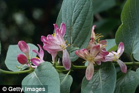 Japanese Researchers Discover Silver Vine Triggers Stronger High Than Catnip